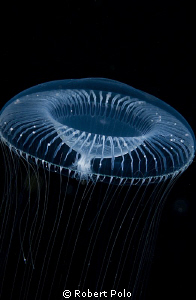 Jellyfish. by Robert Polo 